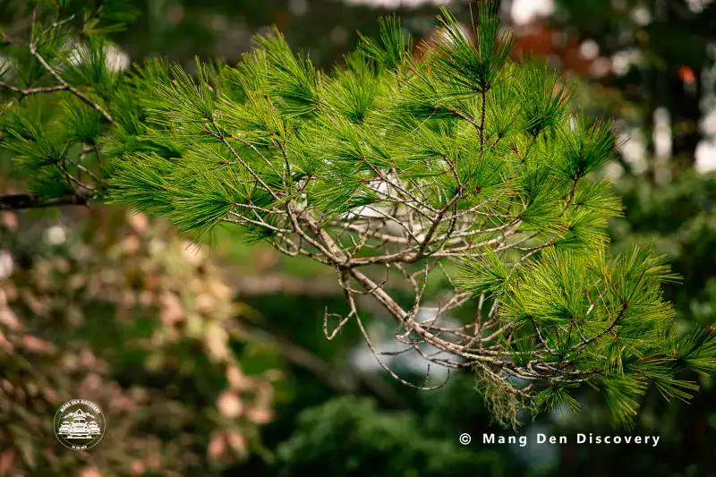 Cây tuyết tùng tại làng Vi Rơ Ngheo